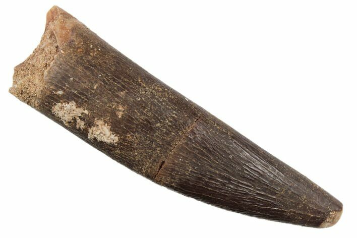 1.95" Fossil Plesiosaur (Zarafasaura) Tooth - Morocco